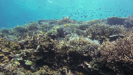 An-extensive-underwater-view-of-a-coral-reef-In-Raja-Ampat,-Indonesia,-teeming-with-life,-showcasing-various-coral-formations-and-small-fish-swimming-above,-set-against-the-clear,-blue-ocean-backdrop