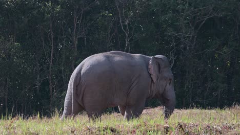 Avanzando-Un-Poco-Mientras-Excava-En-Busca-De-Algunos-Minerales,-Elefante-Indio-Elephas-Maximus-Indicus,-Tailandia