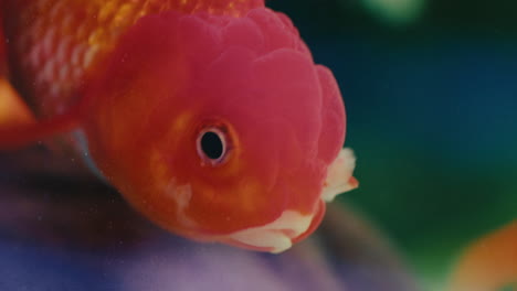 extreme-detailed-close-up-of-a-small-red-fish-swimming-toward-the-camera