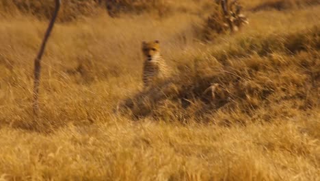 Detail-of-curious-Cheetah-approaching.-Botswana.-Handheld