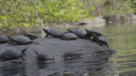 Un-Grupo-De-Tortugas-Tomando-El-Sol-Sobre-Una-Roca,-Disfrutando-De-Un-Momento-De-Paz-A-La-Orilla-Del-Agua