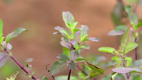 Hojas-De-Albahaca-Sagrada-Balanceándose-Vista-De-Cerca