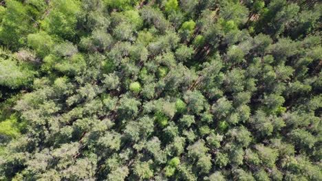 Aerial-flyover-looks-down-onto-mixed-northern-forest-of-green-trees