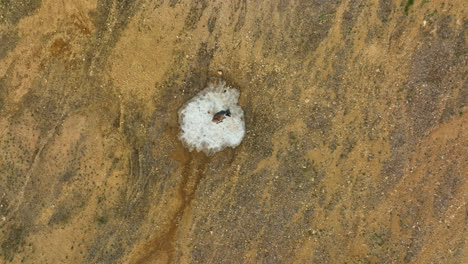 Birds-eye-drone-shot-of-a-Reindeer-chilling-on-snow,-sunny,-summer-day-in-Finland