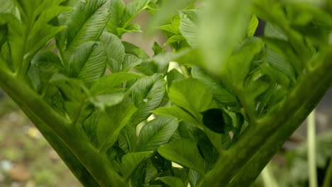 Close-up-view-of-Elephant-foot-yam-or-Amorphophallus-trees-is-a-popular-tuber-vegetable-in-tropics-and-subtropics