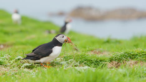 Atlantic-Puffin-trying-to-fly-away-with-nesting-material,-but-failing,-Scotland---Slomo