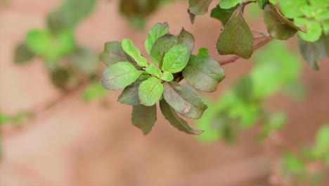 Beleuchtetes-Blatt-Nahaufnahme-Filmaufnahme