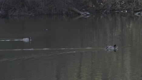 Ein-Ruhiger-Clip-Von-Männlichen-Stockenten,-Die-Anmutig-über-Einen-Ruhigen-Teich-Gleiten-Und-Einen-Friedlichen-Moment-In-Der-Natur-Einfangen