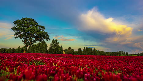 Flores-Rojas-Se-Mueven-Con-El-Viento,-Nubes-Coloridas,-Movimiento-De-Lapso-De-Tiempo-De-árboles-Primaverales