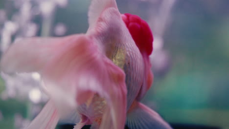 Peces-Tropicales-De-Cerca-En-El-Acuario-Con-Burbujas-Provenientes-De-La-Superficie