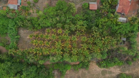 coconut-trees-bird-eye-view