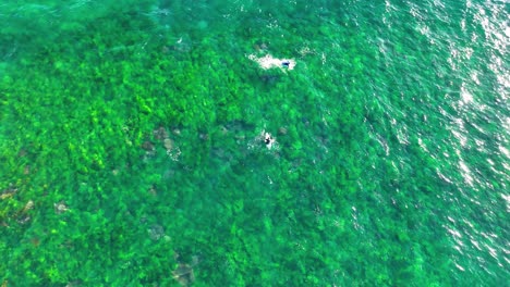 Slowmo-aerial-top-down-view-of-surfers-going-for-waves-on-shallow-luminous-green-reef-in-pacific-ocean,-Sydney,-Australia