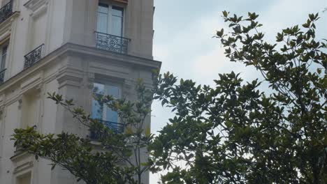 Close-up-of-a-Haussmann-building-in-Paris-with-a-tree-in-front