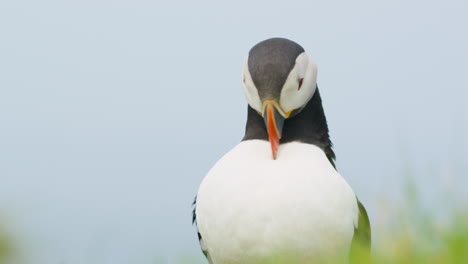 Close-up-of-Atlantic-Puffin-in-grass,-grooming,-Lunga-island