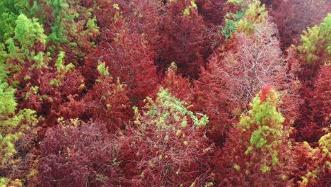 Aerial-birds-eye-view,-drone-flyover-a-vibrant-canopy-of-Bald-Cypress-trees-showcases-autumn-colors,-ranging-from-lush-green-to-deep-red,-highlighting-nature's-beauty