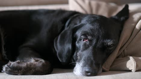 Se-Ve-A-Un-Viejo-Labrador-Negro-Durmiendo-Una-Siesta-En-Un-Sofá.