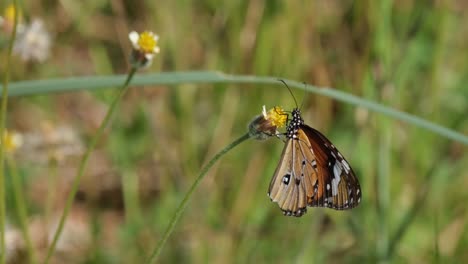 Una-Mariposa-Colgando-De-Una-Flor-Mientras-Se-Alimenta-De-Ella-Durante-Un-Día-Ventoso,-Tailandia