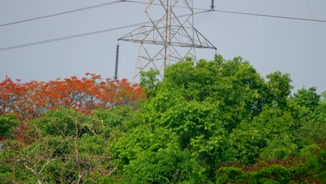 Tiro-Del-Bosque-Del-árbol-De-Flor-De-Naranja