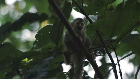 The-titis,-or-titi-monkeys,-New-World-monkey-climbing-a-tree-in-tropical-rainforest-jungle-of-Central-America