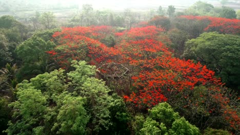 under-the-mapple-tree-making-beutiful-strackture-drone-shoot