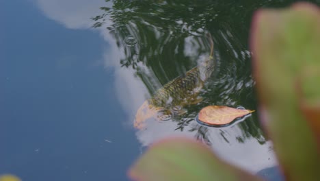 Einzelner-Koi-Fisch-Schwimmt-Anmutig-In-Einem-Ruhigen-Teich