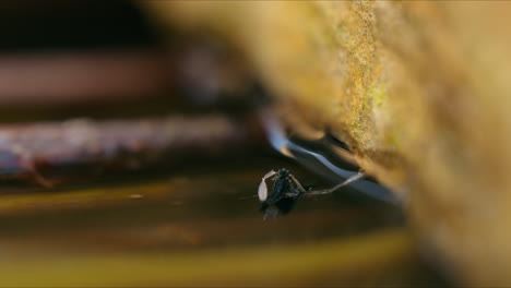 Mücke,-Die-Mit-Dem-Ufer-Verbunden-Ist-Und-Auf-Dem-Wasser-Schwimmt