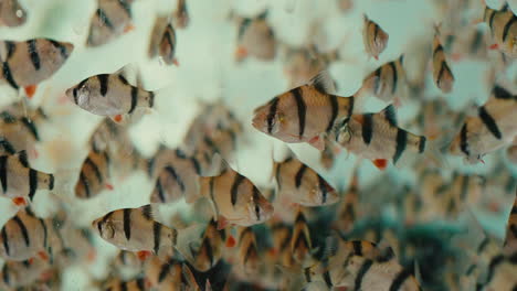 shoal-flock-of-small-tropical-yellow-and-black-stripped-fish-swimming-together-in-aquarium-water