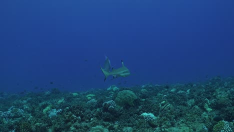 Tiburones-De-Arrecife-De-Punta-Negra-Nadando-Lentamente-Sobre-Un-Arrecife-De-Coral-Cerca-De-La-Cámara