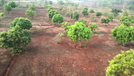 mangos-tree-planted-drone-shot