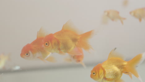 Watch-our-vibrant-goldfish-gracefully-swim-in-their-serene-aquarium-home