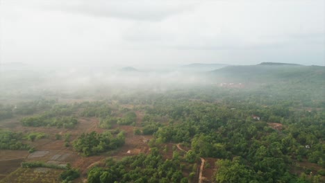 greenery-forest-bird-eye-view