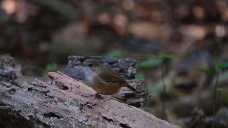 Camera-zooms-in-while-it-is-seen-on-top-of-a-log-looking-around,-Abbott's-Babbler-Malacocincla-abbotti