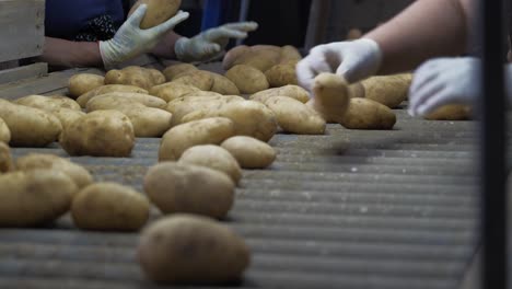 Frische-Kartoffeln-Werden-Von-Einem-Team-Landwirtschaftlicher-Arbeiter-Sortiert