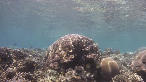 Porites-lutea-coral-colony-surrounded-by-diverse-marine-life