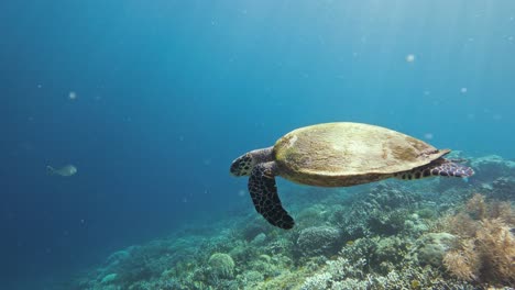 Eine-Majestätische-Echte-Karettschildkröte,-Die-Anmutig-über-üppiges-Korallenriff-Und-Blaues-Wasser-Schwimmt,-Seitenansicht