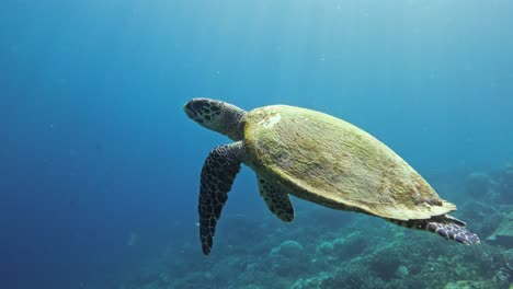 Hawksbill-sea-turtle-swims-over-a-diverse-coral-reef-of-Raja-Ampat,-Indonesia