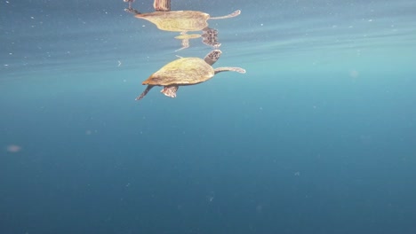 Hawksbill-sea-turtle-swimming-up-to-the-ocean's-surface,-taking-a-breath,-and-then-diving-back-down