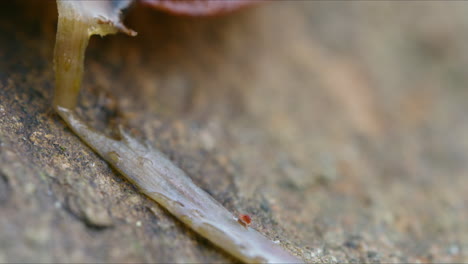 Mite-on-stick-on-rock,-very-tiny-creature