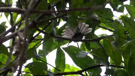 Bul-Bul-Vogel-Auf-Der-Suche-Auf-Mangobaum