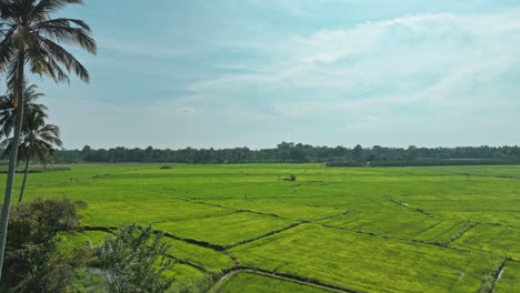 In-Diesem-Atemberaubenden-Drohnen-Filmmaterial-Bieten-Wir-Eine-Faszinierende-Luftreise-über-Die-Grünen-Reisfelder-Und-Anmutigen-Kokosnusshaine,-Die-Die-Landschaft-Dieses-Tropischen-Paradieses-Prägen