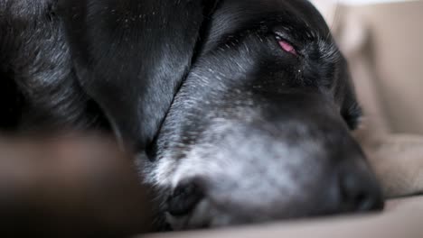 Blick-Auf-Einen-älteren-Schwarzen-Hund,-Der-Bequem-Auf-Einer-Couch-Schläft