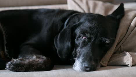 Se-Ve-A-Un-Anciano-Labrador-Negro-Durmiendo-En-Un-Sofá.