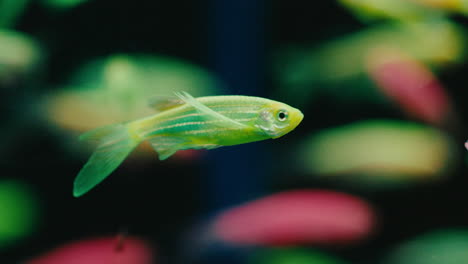 Bandada-De-Peces-Rosados-Verdes-Y-Rojos-Nadando-Más-Duro-En-Un-Fondo-Negro-Oscuro