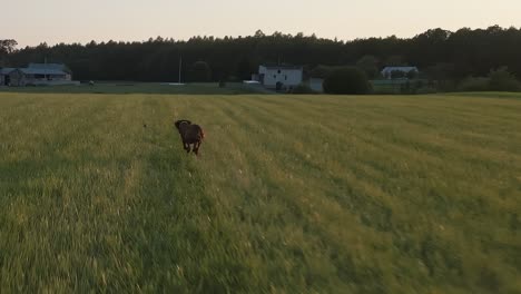 Hungarian-braco-chasing-a-ball-in-slow-motion-in-a-field