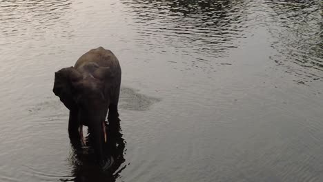 Baby-elephant-drinks-water-with-its-trunk-standing-in-body-of-water