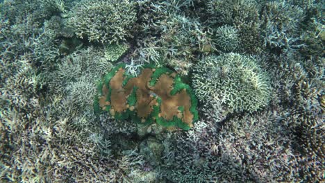 Impresionante-Almeja-Gigante-En-Medio-De-Un-Próspero-Arrecife-De-Coral.