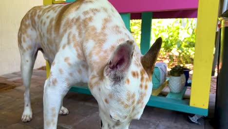 Un-Hermoso-Perro-Bebiendo-Agua-En-Cámara-Lenta-En-Un-Caluroso-Día-De-Verano