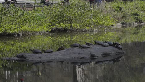 A-group-of-turtles-basking-on-a-rock-by-the-pond,-reflecting-the-peaceful-ambiance-of-nature