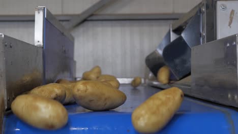 Cleaning-Process-At-Potatoes-Factory