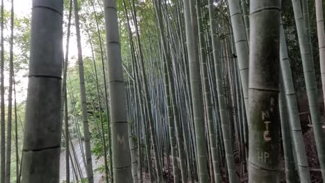 Denso-Bosque-De-Bambú-Natural-En-Arashiyama,-Kyoto,-Japón